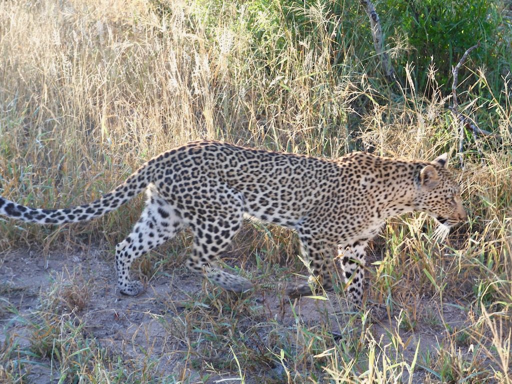 Leopard i Sydafrika, reseåret 2019.