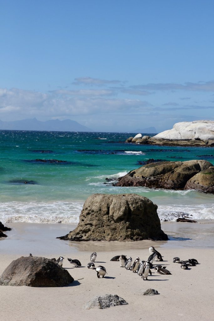 Pingviner på stranden